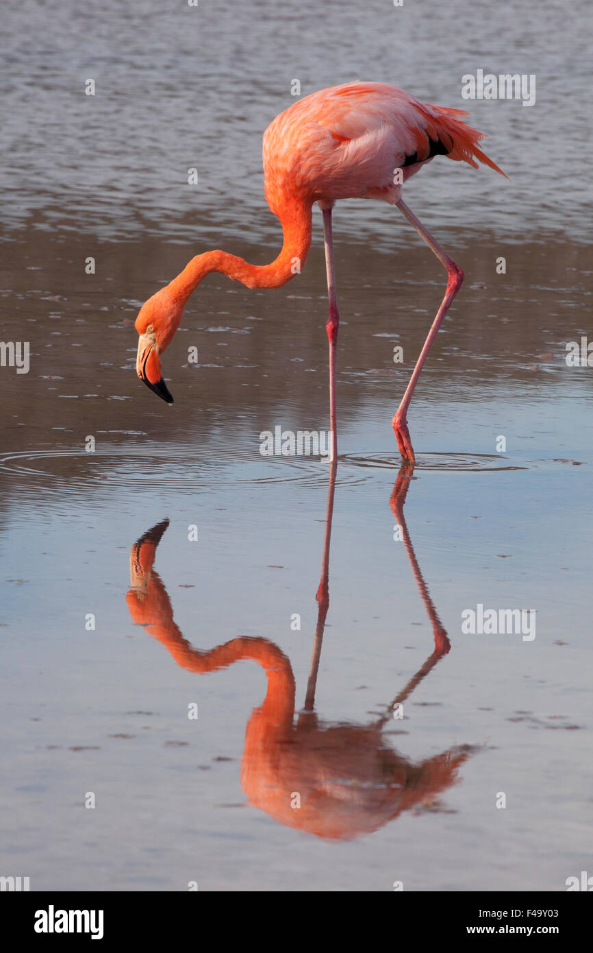 American flamingo (Phoenicopterus ruber) wading in shallow saline lagoon Stock Photo