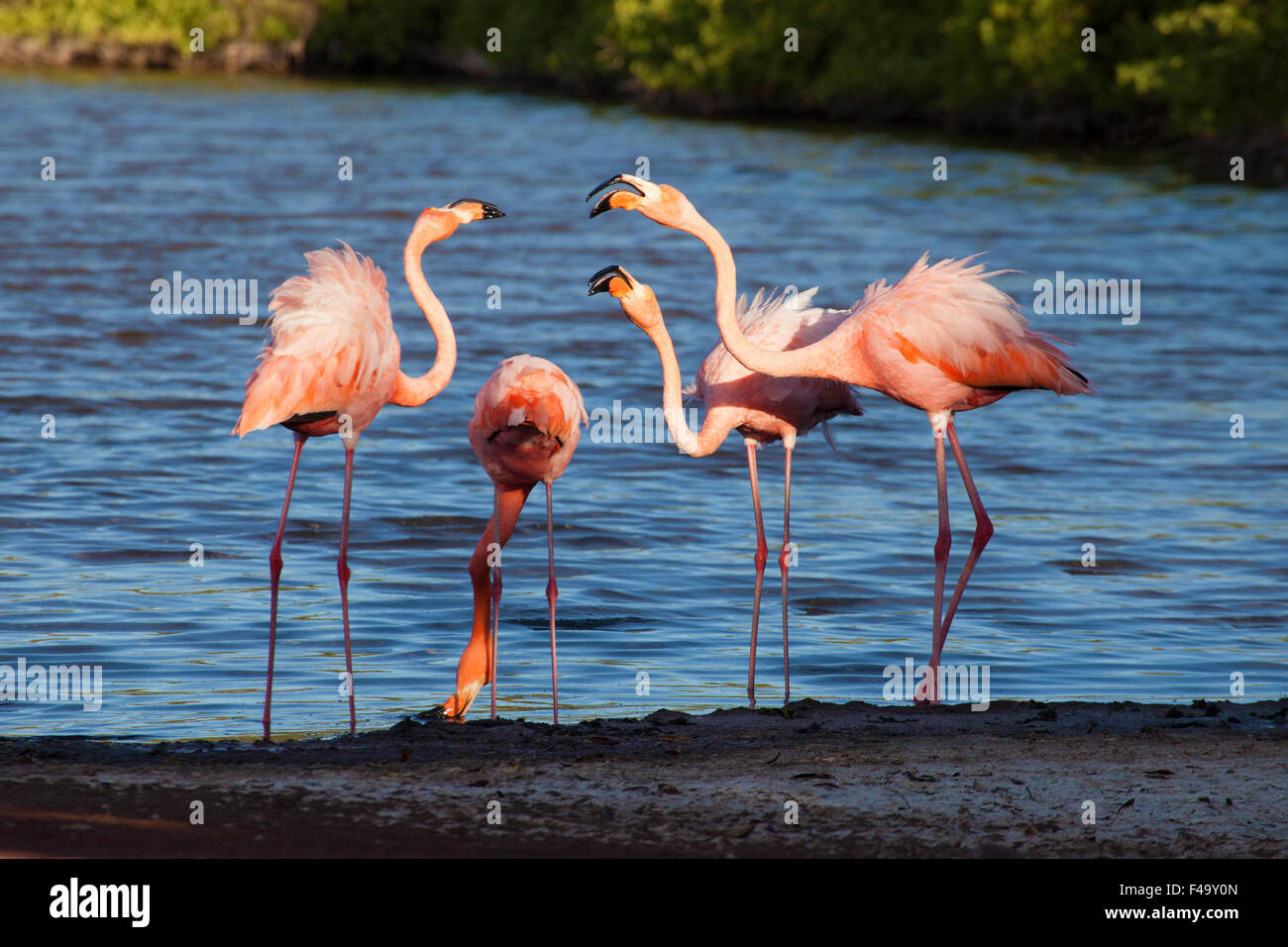 American flamingos (Phoenicopterus ruber) territorial display in saline lagoon on Rabida Island in the Galapagos Islands Stock Photo