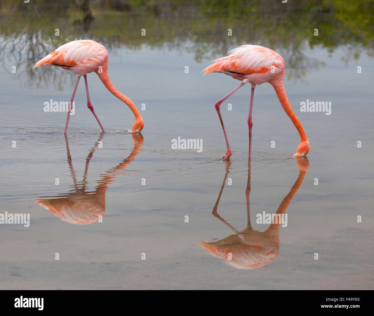 American Flamingos (Phoenicopterus ruber) filter feeding in shallow saline lagoon Stock Photo