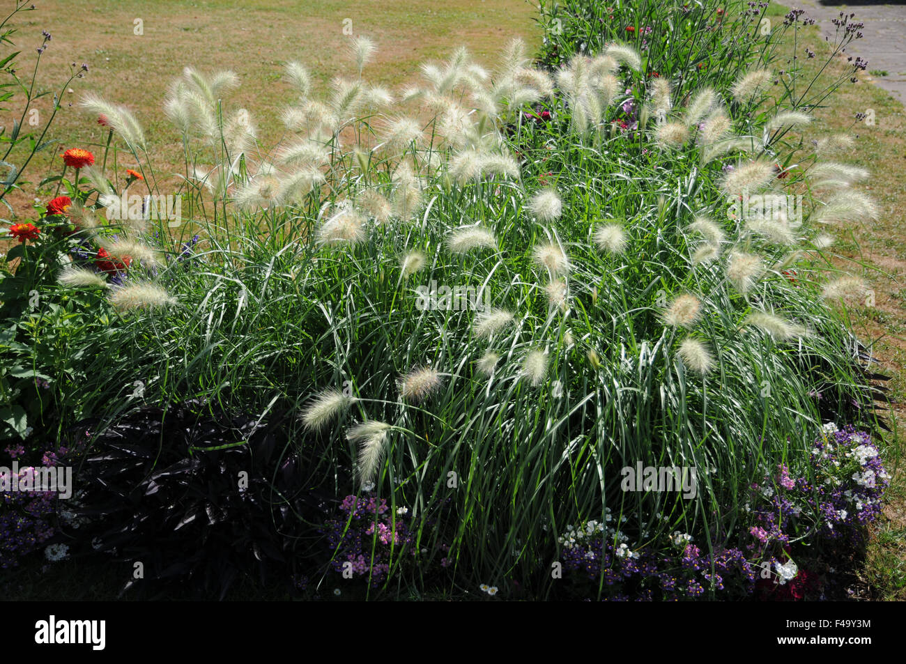 Foxtail fountain grass Stock Photo Alamy