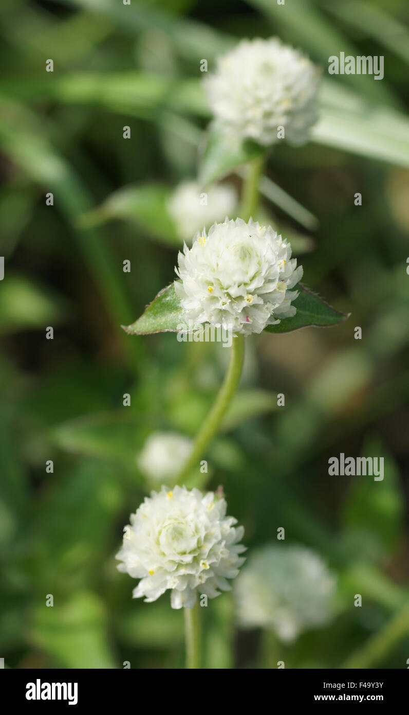 Globe amaranth Stock Photo