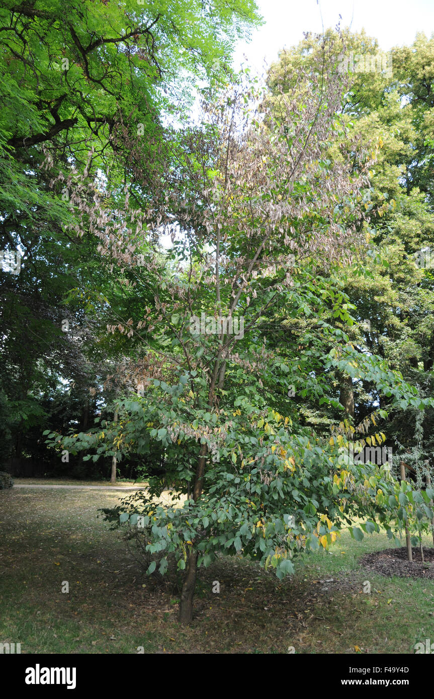 Dutch elm disease Stock Photo Alamy