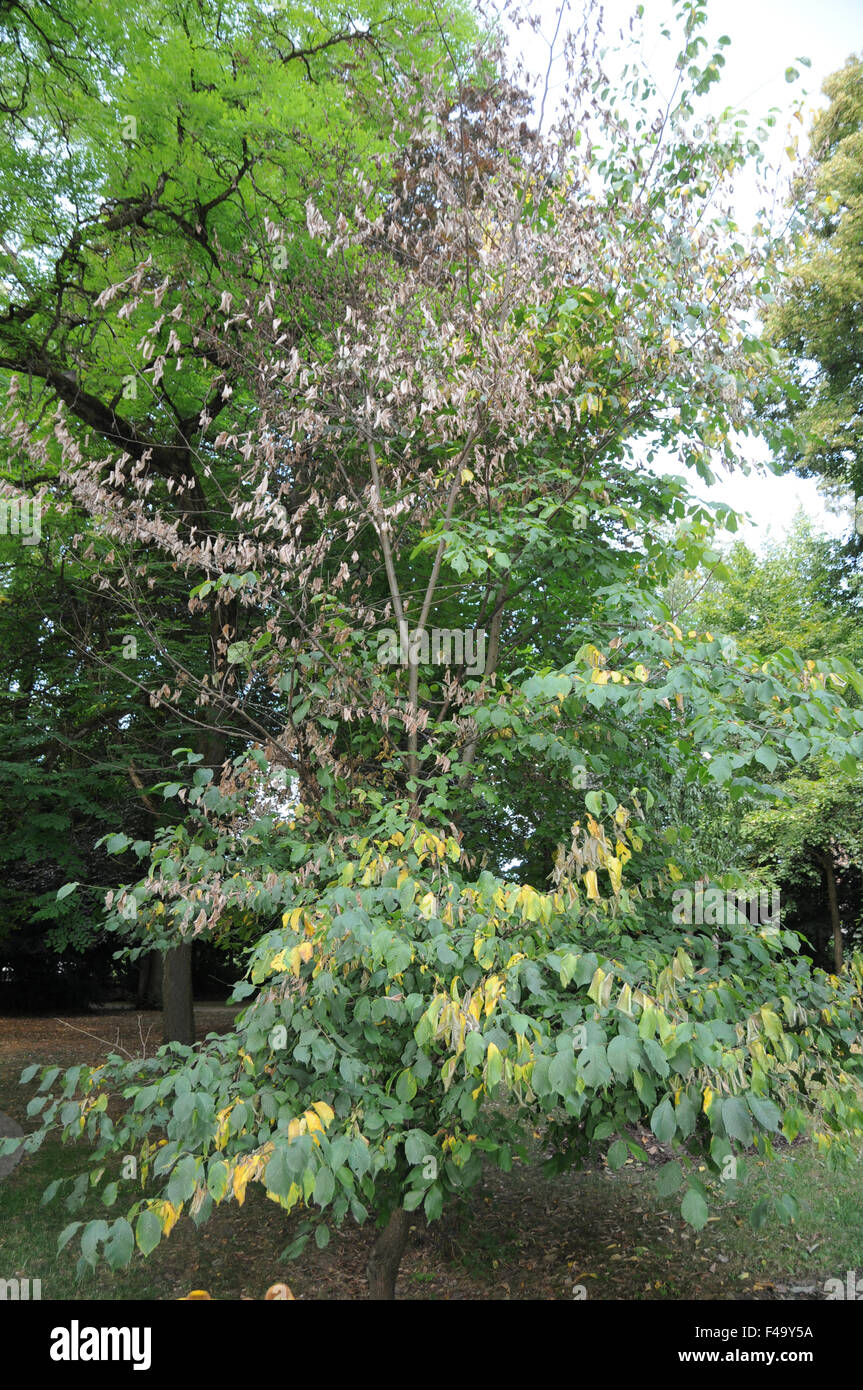 Dutch elm disease Stock Photo Alamy