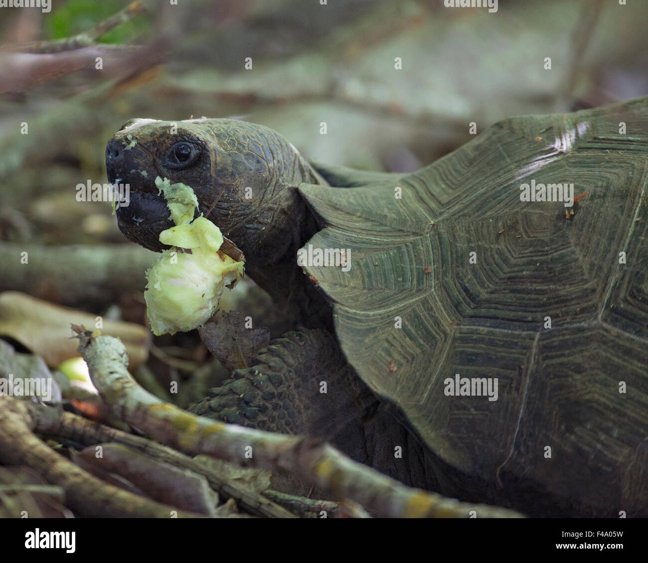 Galapagos Giant Tortoise (Chelonoidis nigra) feeding on poison apple fruit (Hippomane mancinella). The fruit and tree are toxic to humans. Stock Photo
