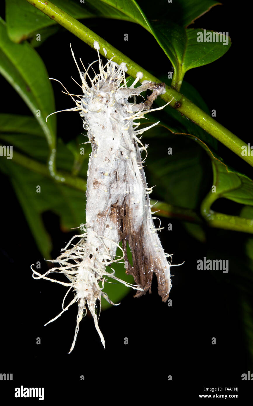 Moth infected with Cordyceps fungus in the rainforest understory, Ecuador Stock Photo