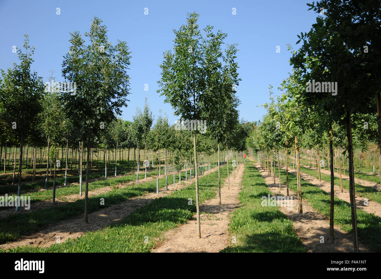 Ash wood nurseries hi-res stock photography and images - Alamy