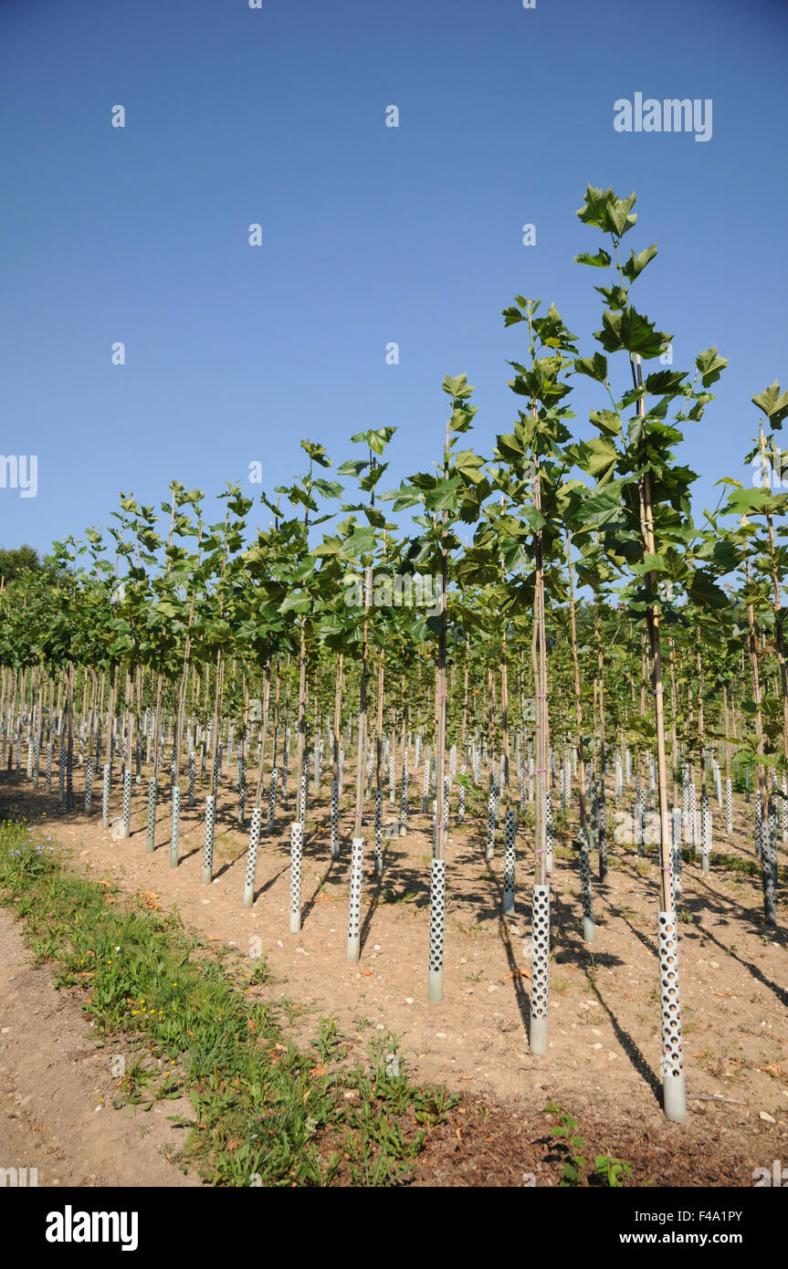 Plane tree Stock Photo