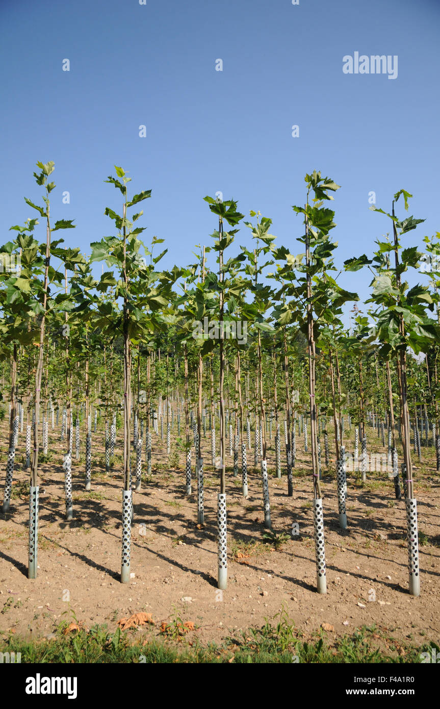 Plane tree Stock Photo