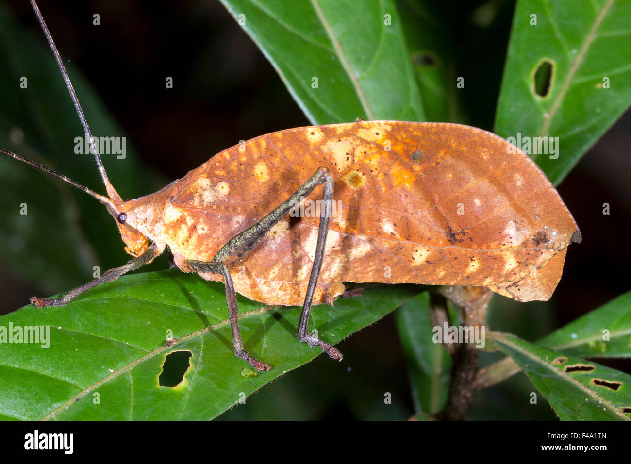Leaf mimic katydid in the rainforest understory, Ecuador Stock Photo