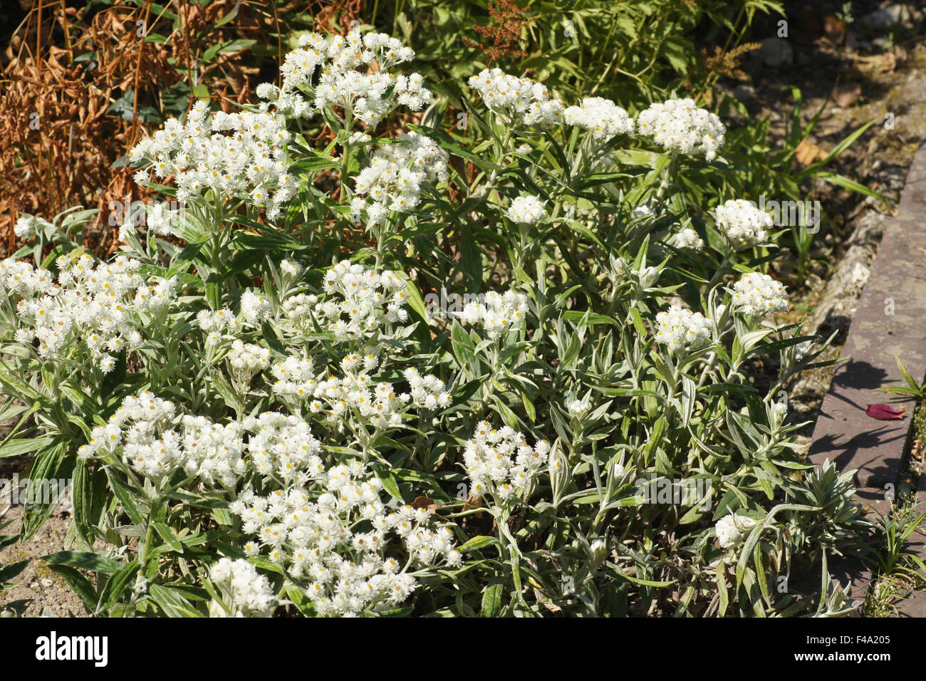 Pearly everlasting Stock Photo