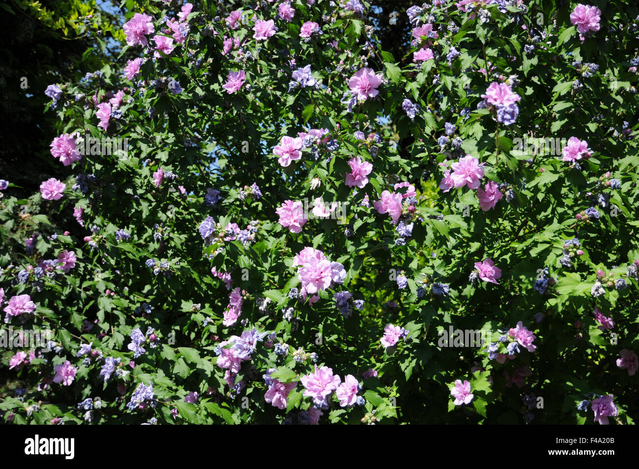 Shrub althaea Stock Photo