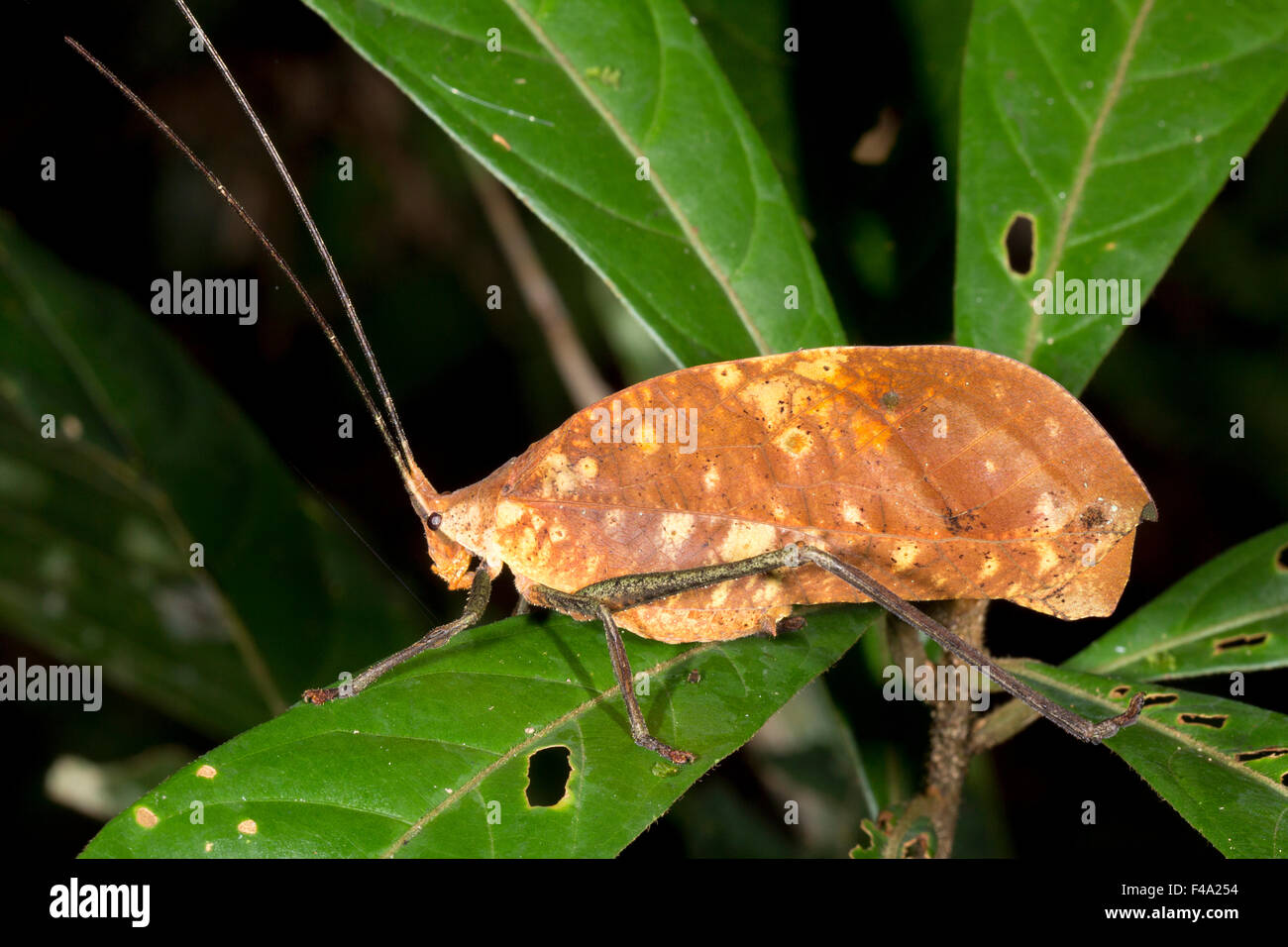 Leaf mimic katydid in the rainforest understory, Ecuador Stock Photo