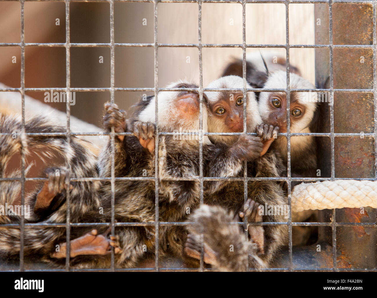 Family of tufted-eared Marmosets behind the cage of zoo Stock Photo