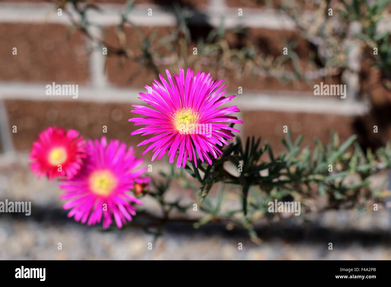 Pink Pig face flowers or Mesembryanthemum , ice plant flowers, Livingstone Daisies in full bloom Stock Photo