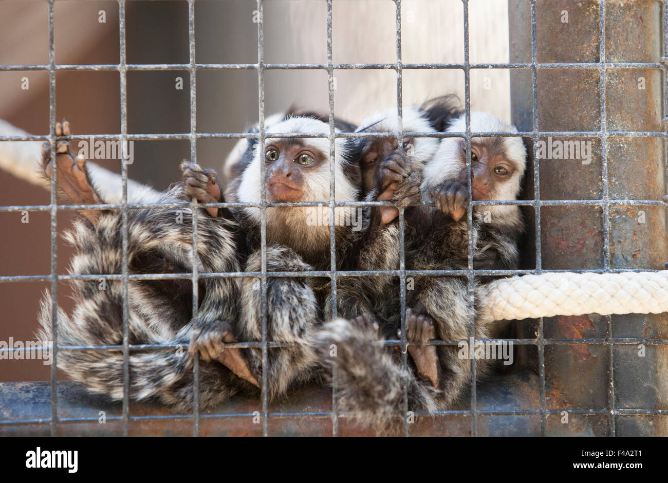 Family of tufted-eared Marmosets behind the cage of zoo Stock Photo