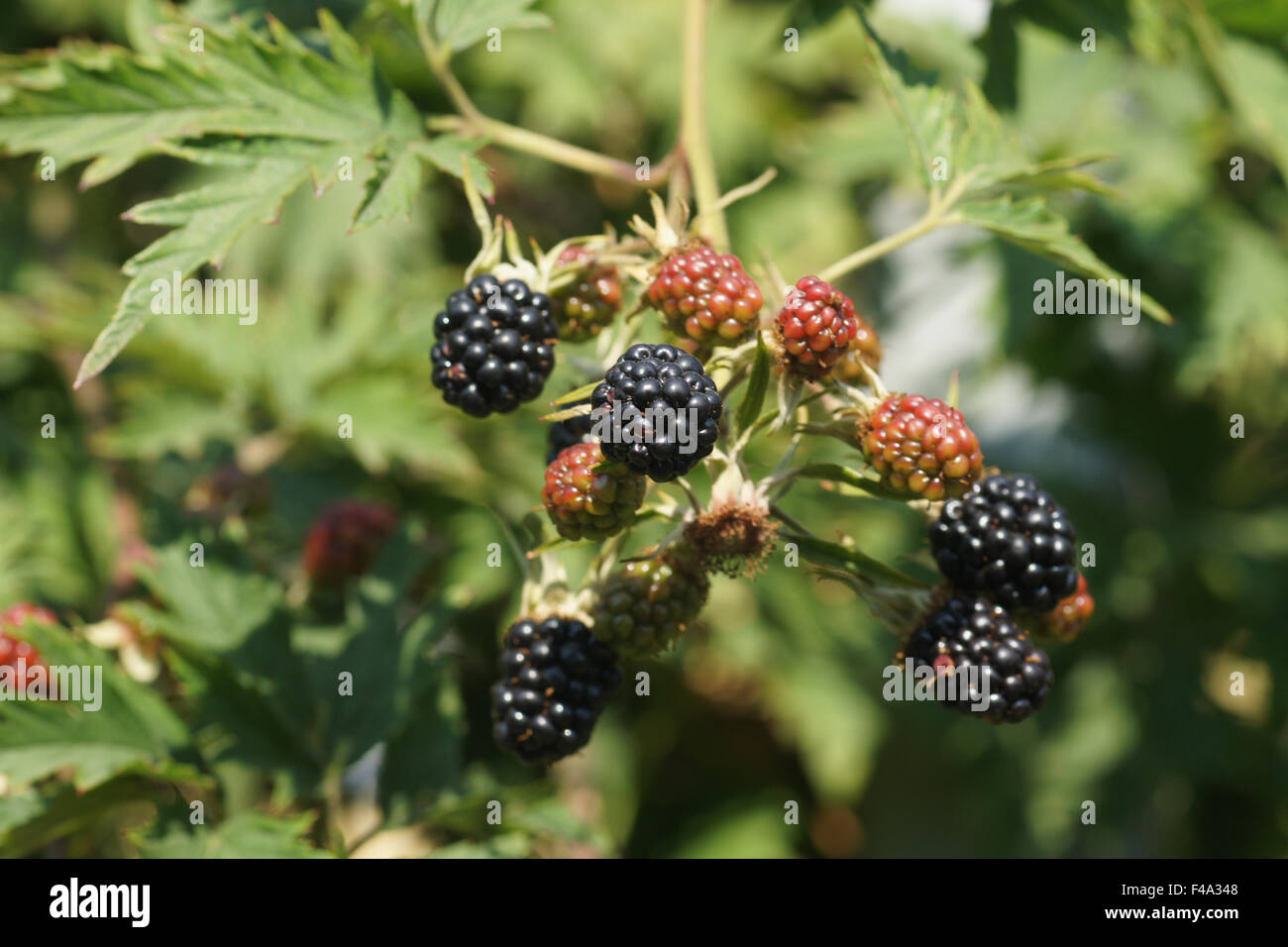 Blackberry Stock Photo