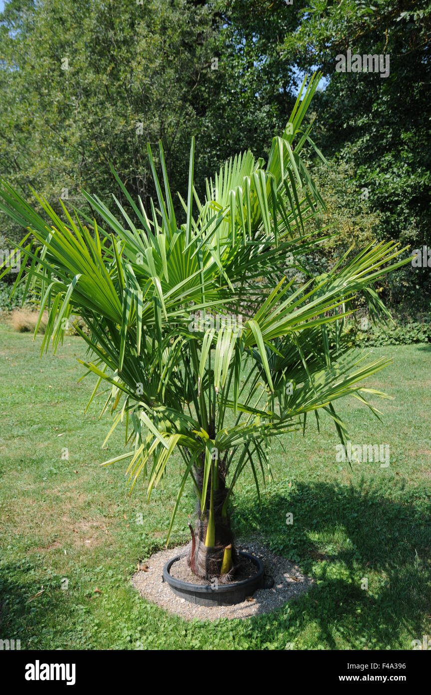 Dwarf palm hires stock photography and images Alamy