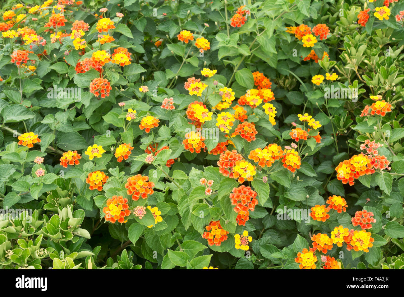 Attractive flower bed hi-res stock photography and images - Alamy