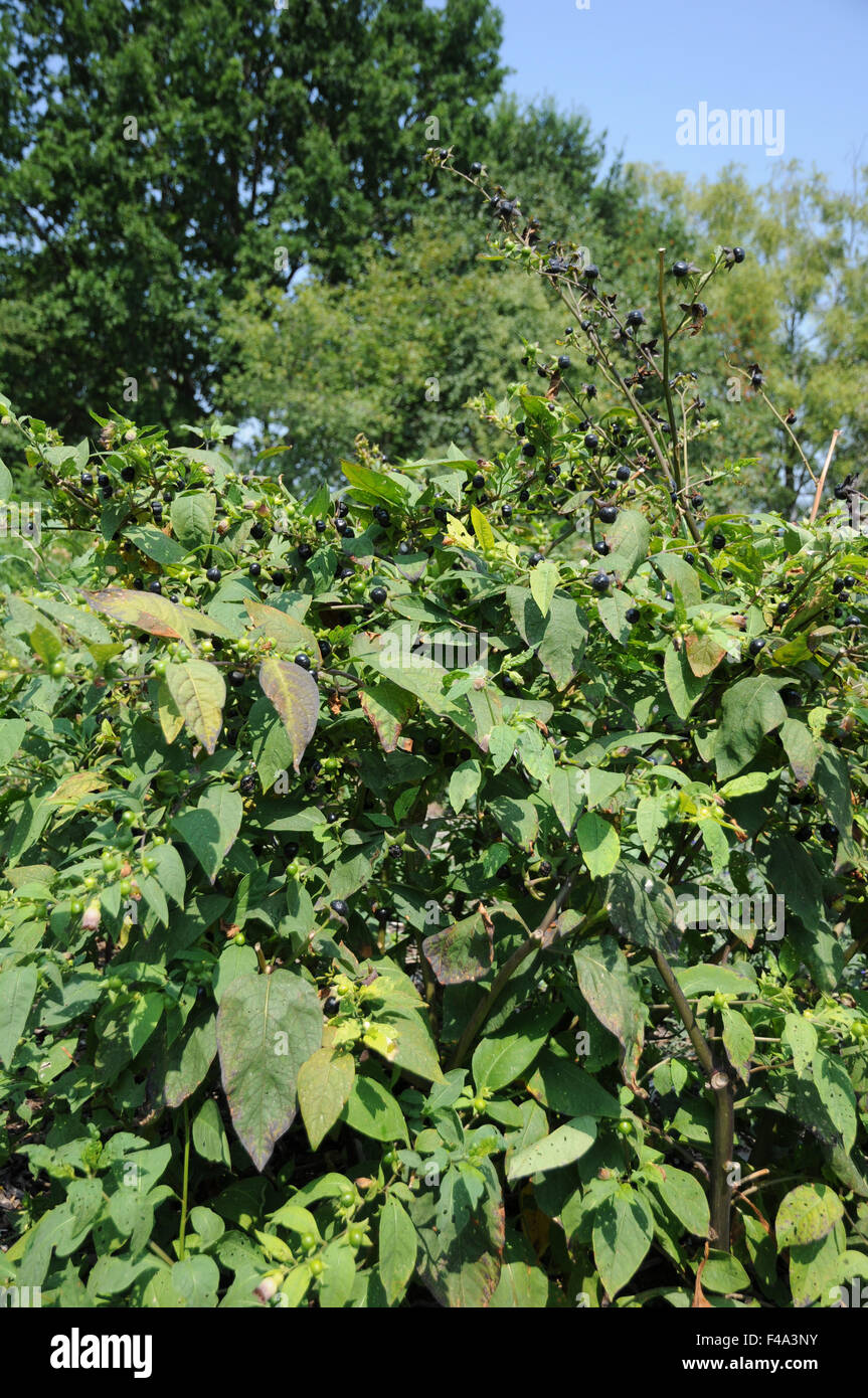 Belladonna High Resolution Stock Photography and Images - Alamy