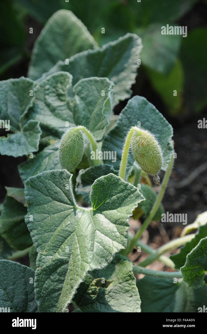 Exploding cucumber hi-res stock photography and images - Alamy