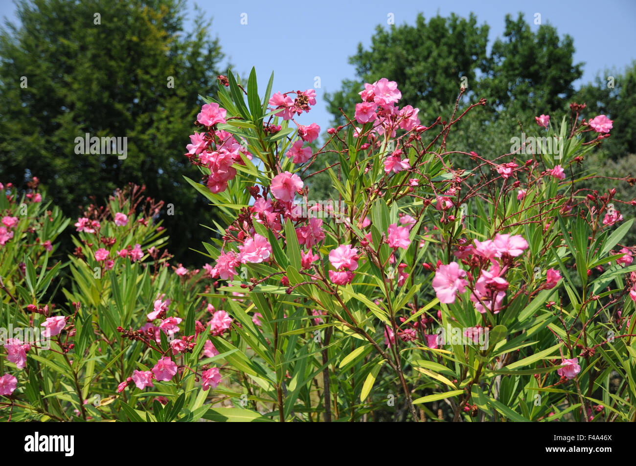 Oleander Plant 3L Pot Mediterranean Flowering Garden Shrub Mix Of Colours main image 0
