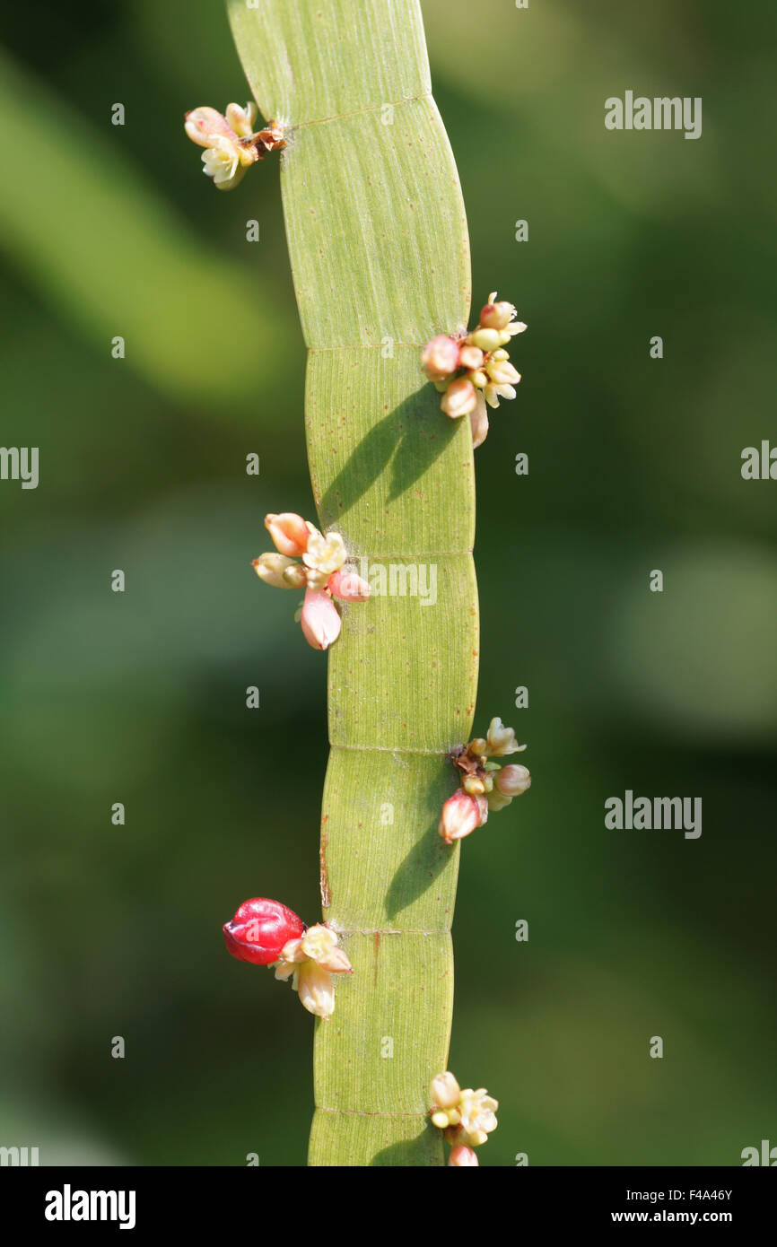 Centipede plant Stock Photo