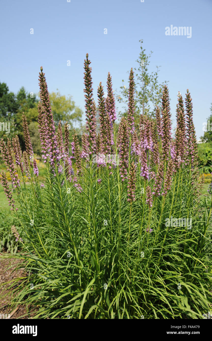Grass-leaf blazing star Stock Photo