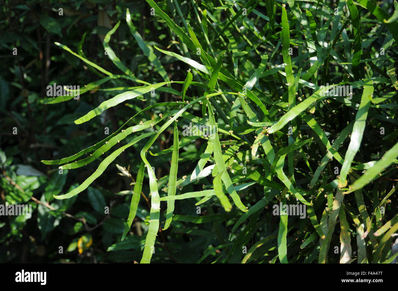 Centipede plant Stock Photo