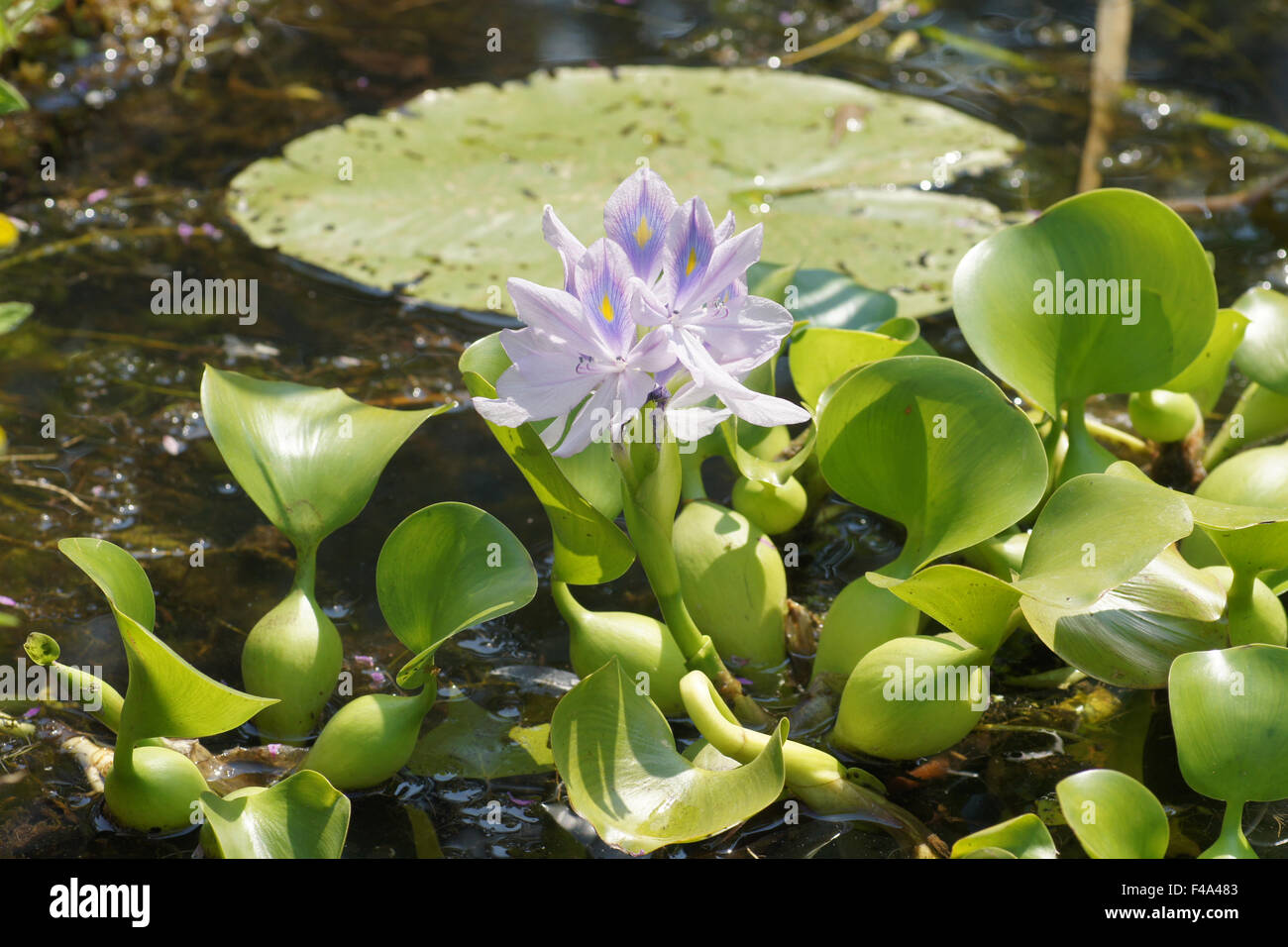 Water hyacinth hires stock photography and images Alamy