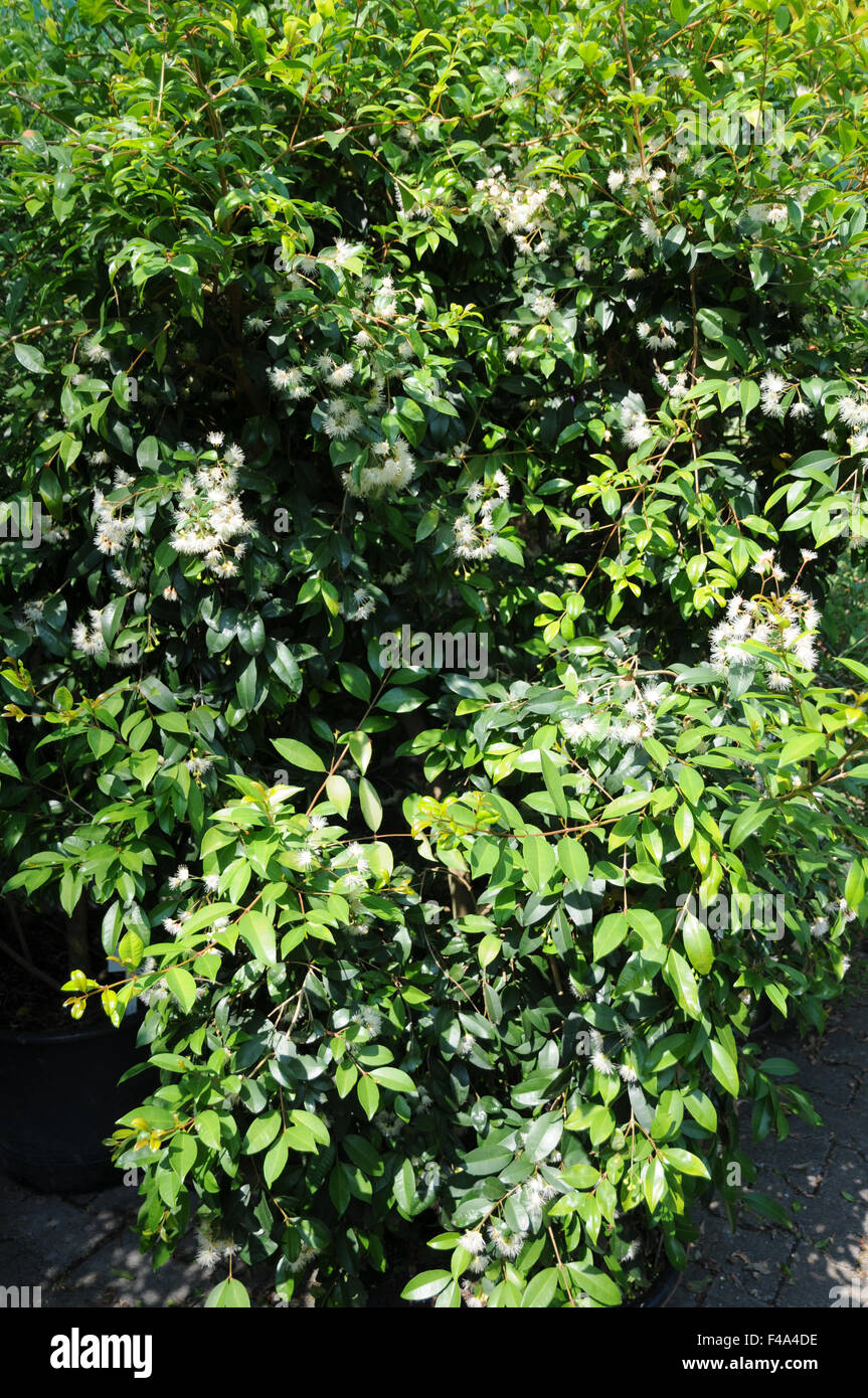Australian brush cherry Stock Photo Alamy