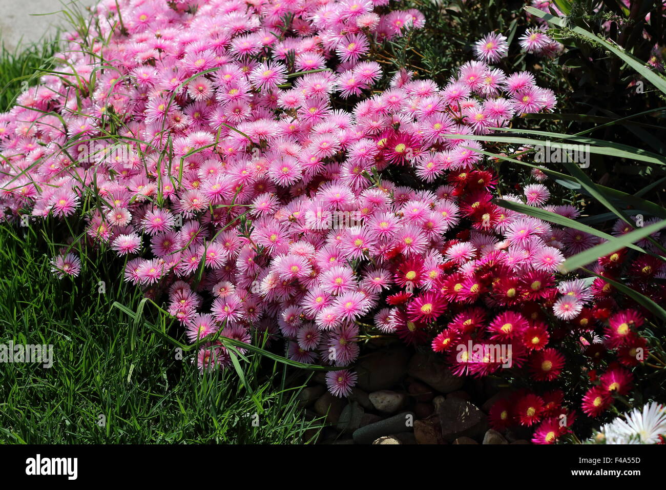 Red  and Pink Pig Face or known as Mesembryanthemum or Livingstone Daisies in full bloom Stock Photo