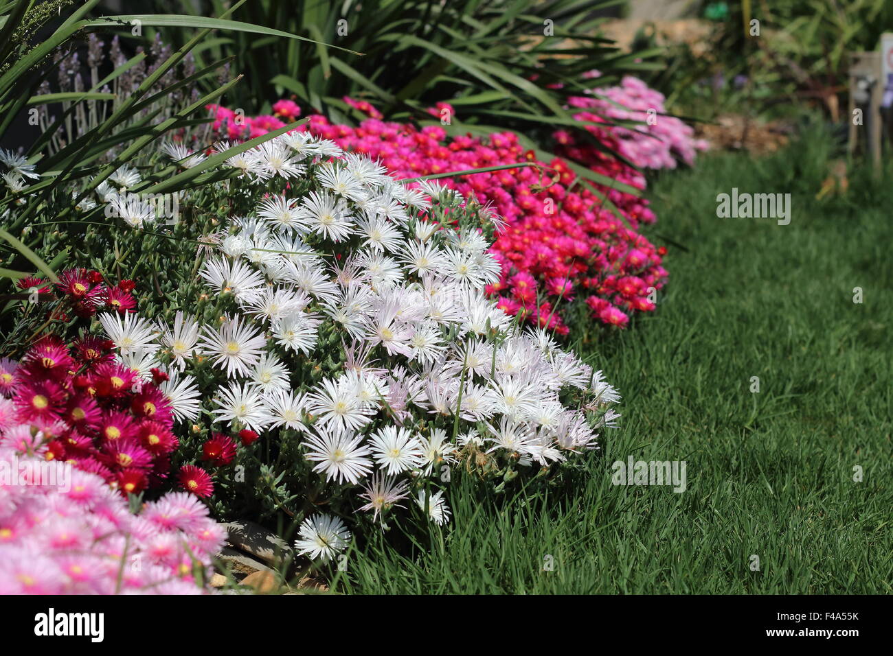 Red, Pink and white Pig face flowers or Mesembryanthemum , ice plant flowers, Livingstone Daisies in full bloom Stock Photo