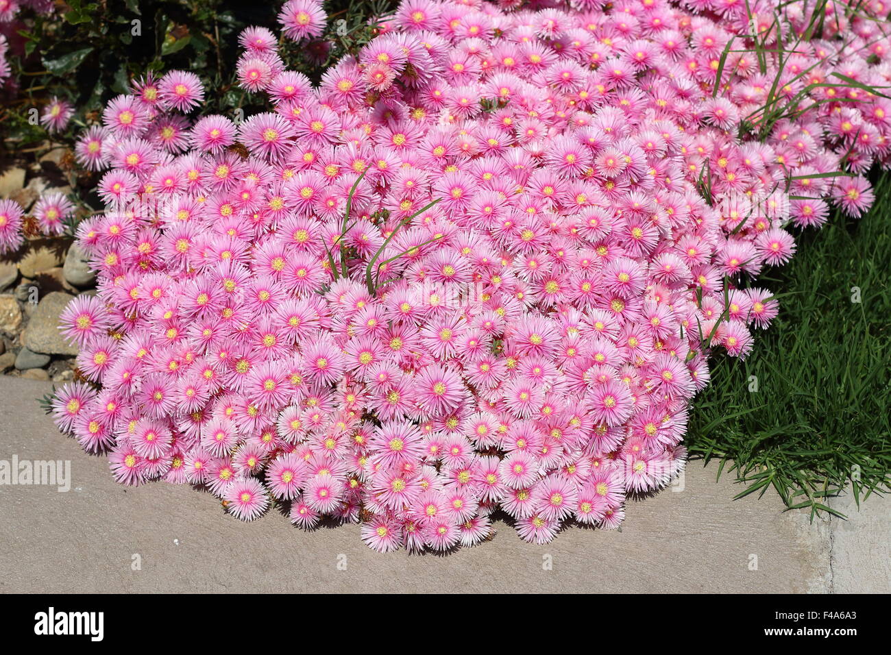 Pink Pig face flowers or Mesembryanthemum , ice plant flowers in full bloom Stock Photo