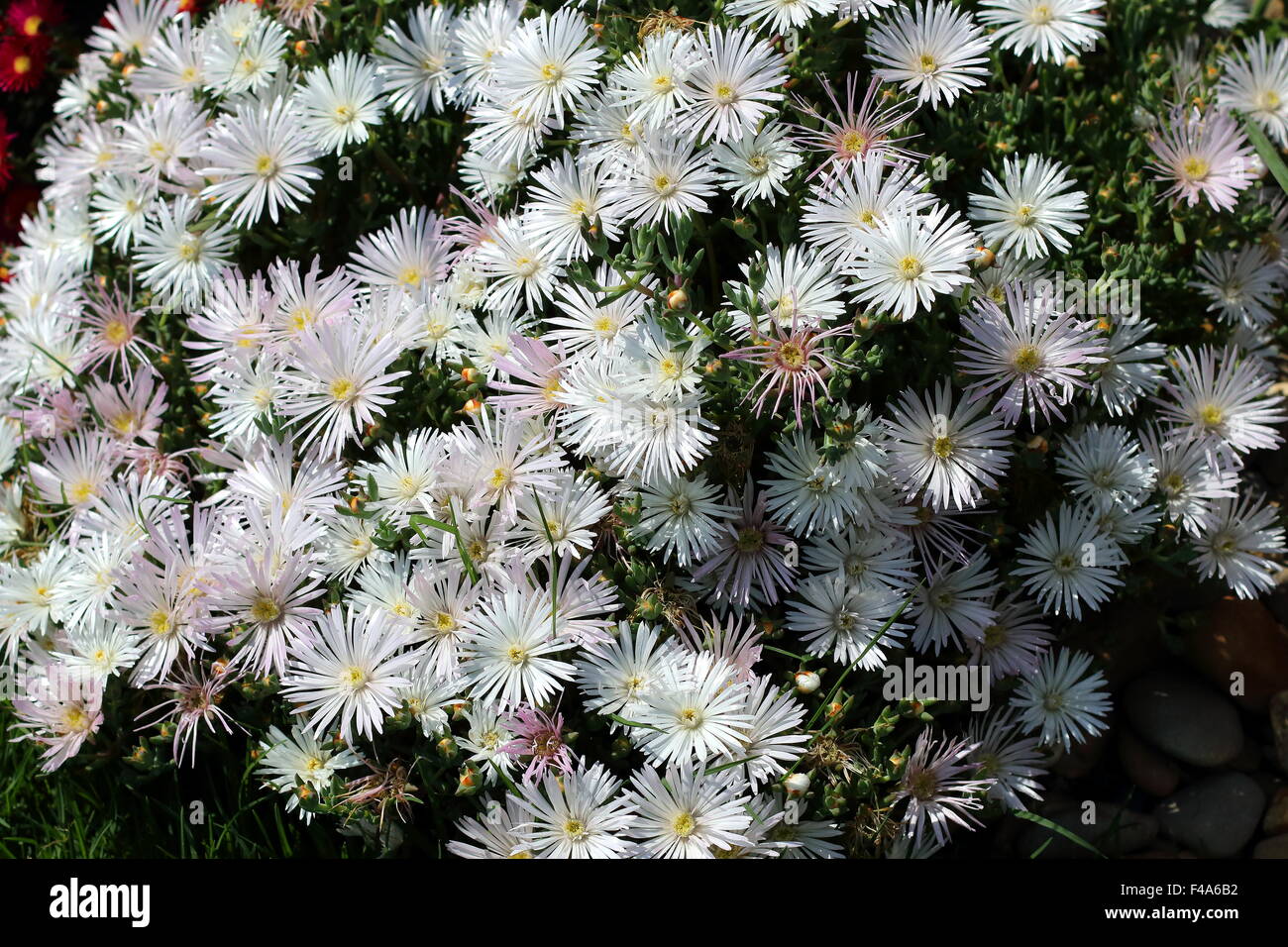 White Pig face flowers or Mesembryanthemum , ice plant flowers, Livingstone Daisies in full bloom Stock Photo