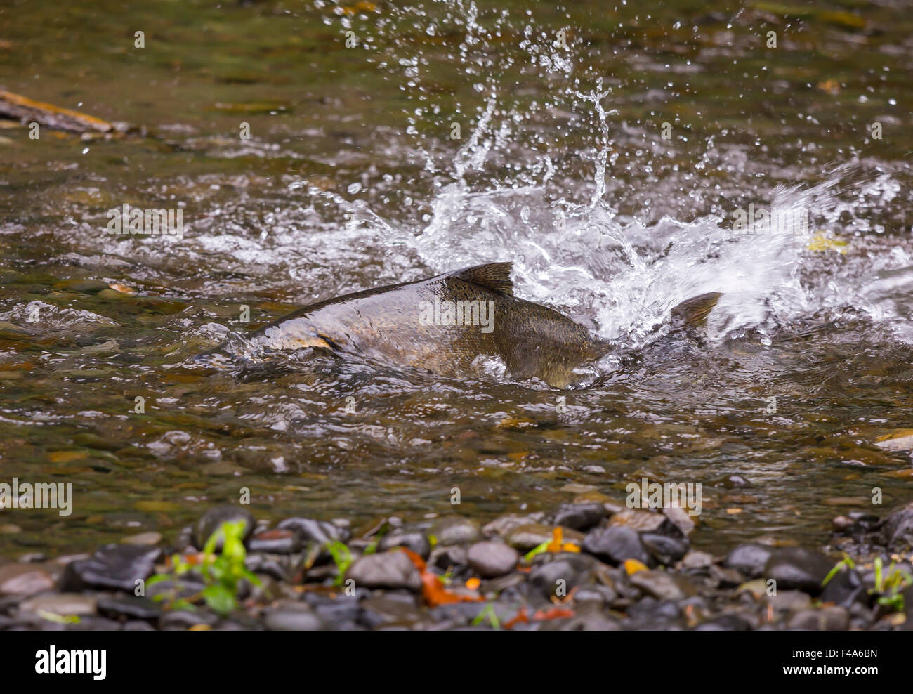 Oregon river salmon hires stock photography and images Alamy