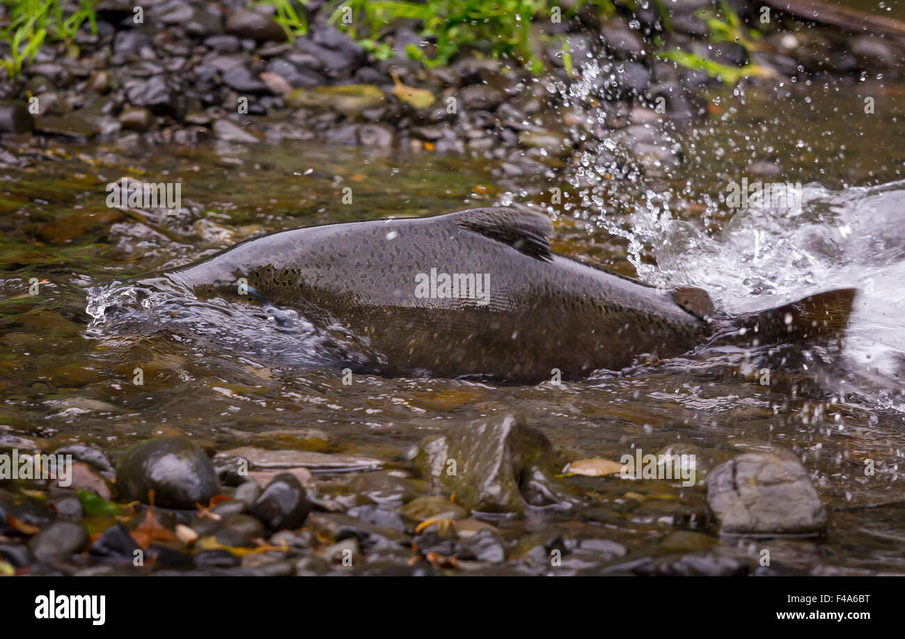 COLUMBIA RIVER OREGON, USA Salmon run on Eagle Creek. Fish