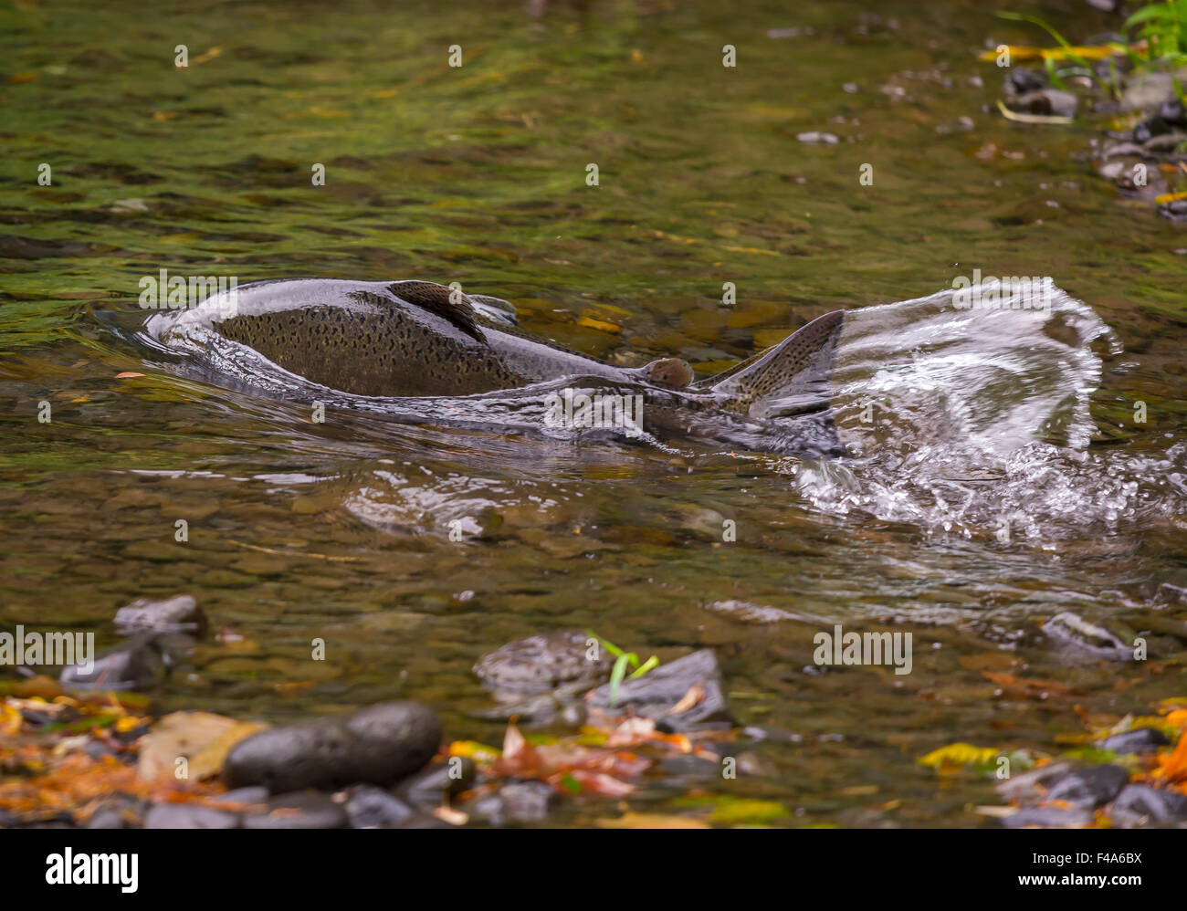 Oregon river salmon hires stock photography and images Alamy