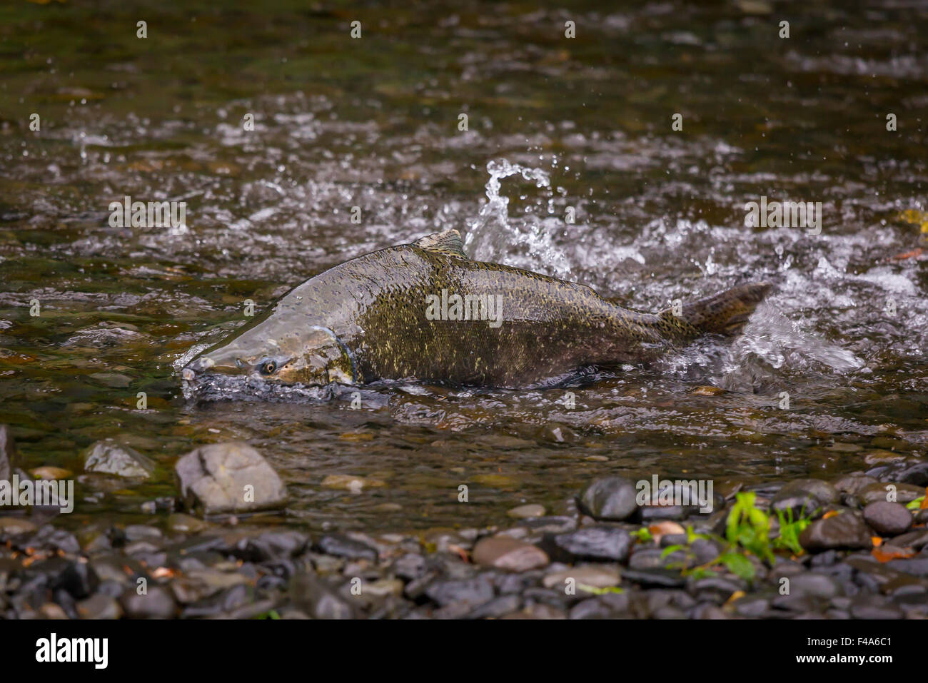COLUMBIA RIVER OREGON, USA Salmon run on Eagle Creek. Fish