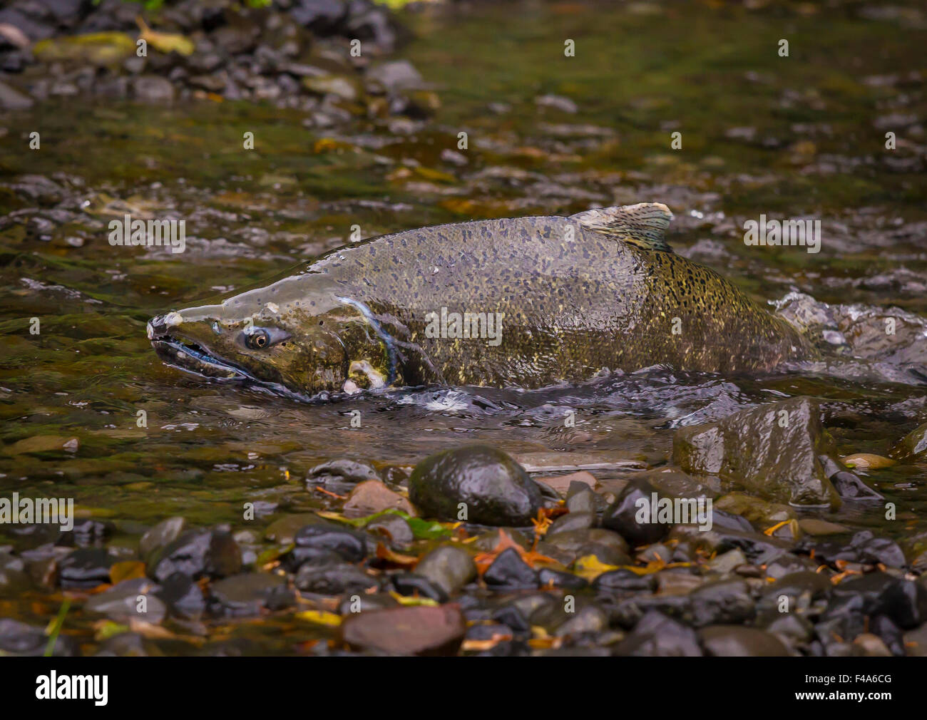 Oregon River Salmon Stock Photos & Oregon River Salmon Stock Images Alamy