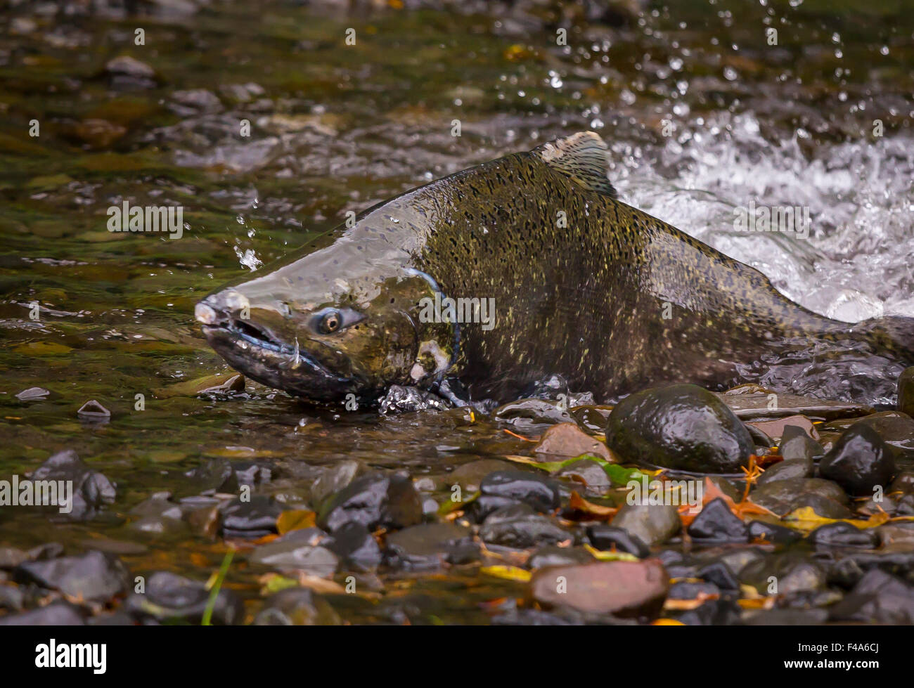 COLUMBIA RIVER GORGE, OREGON, USA - Salmon run on Eagle Creek. Fish swims up its natal river to spawn. Stock Photo