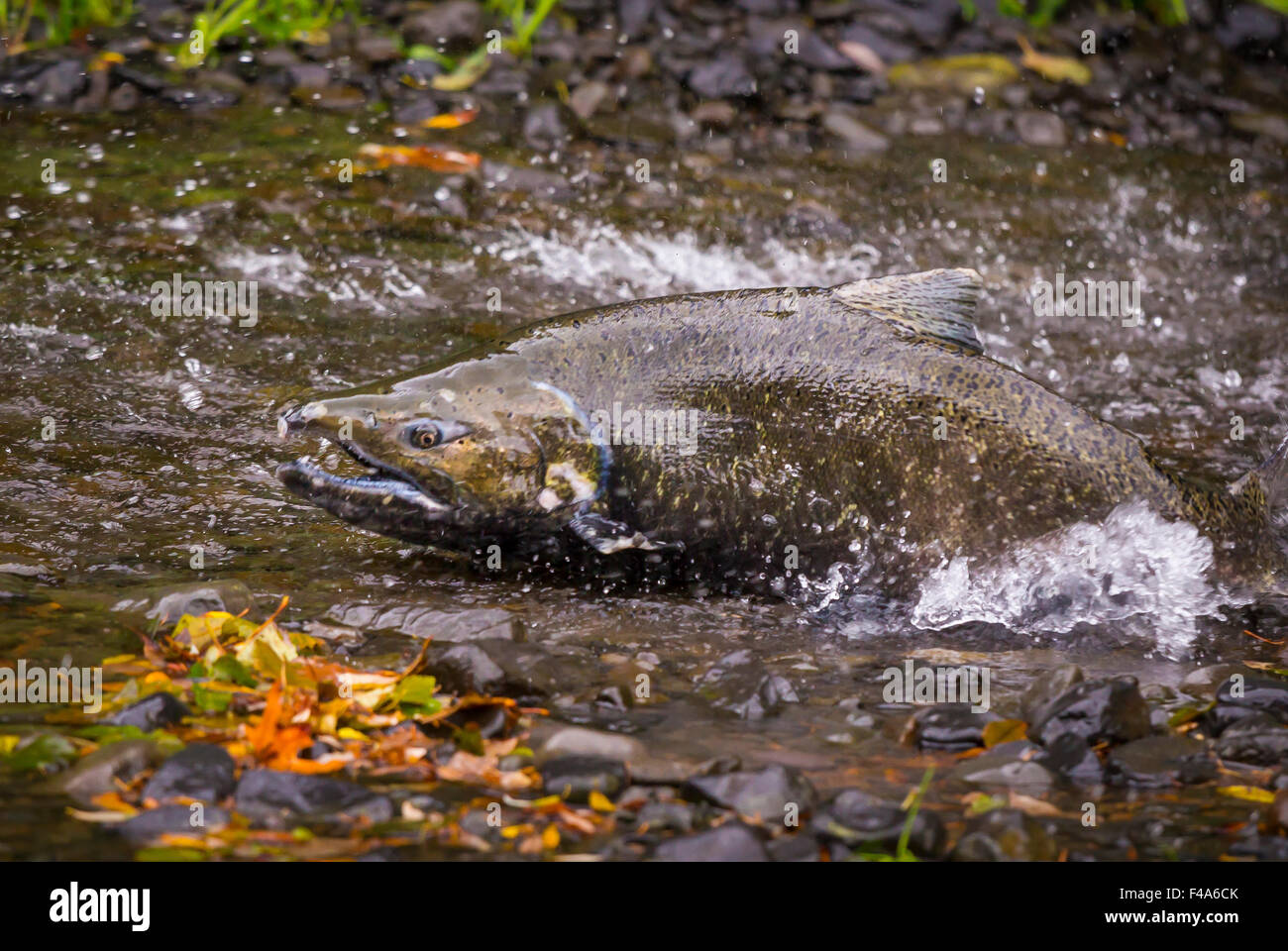 COLUMBIA RIVER GORGE, OREGON, USA - Salmon run on Eagle Creek. Fish swims up its natal river to spawn. Stock Photo