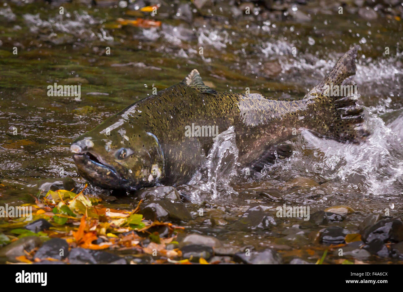 COLUMBIA RIVER OREGON, USA Salmon run on Eagle Creek. Fish