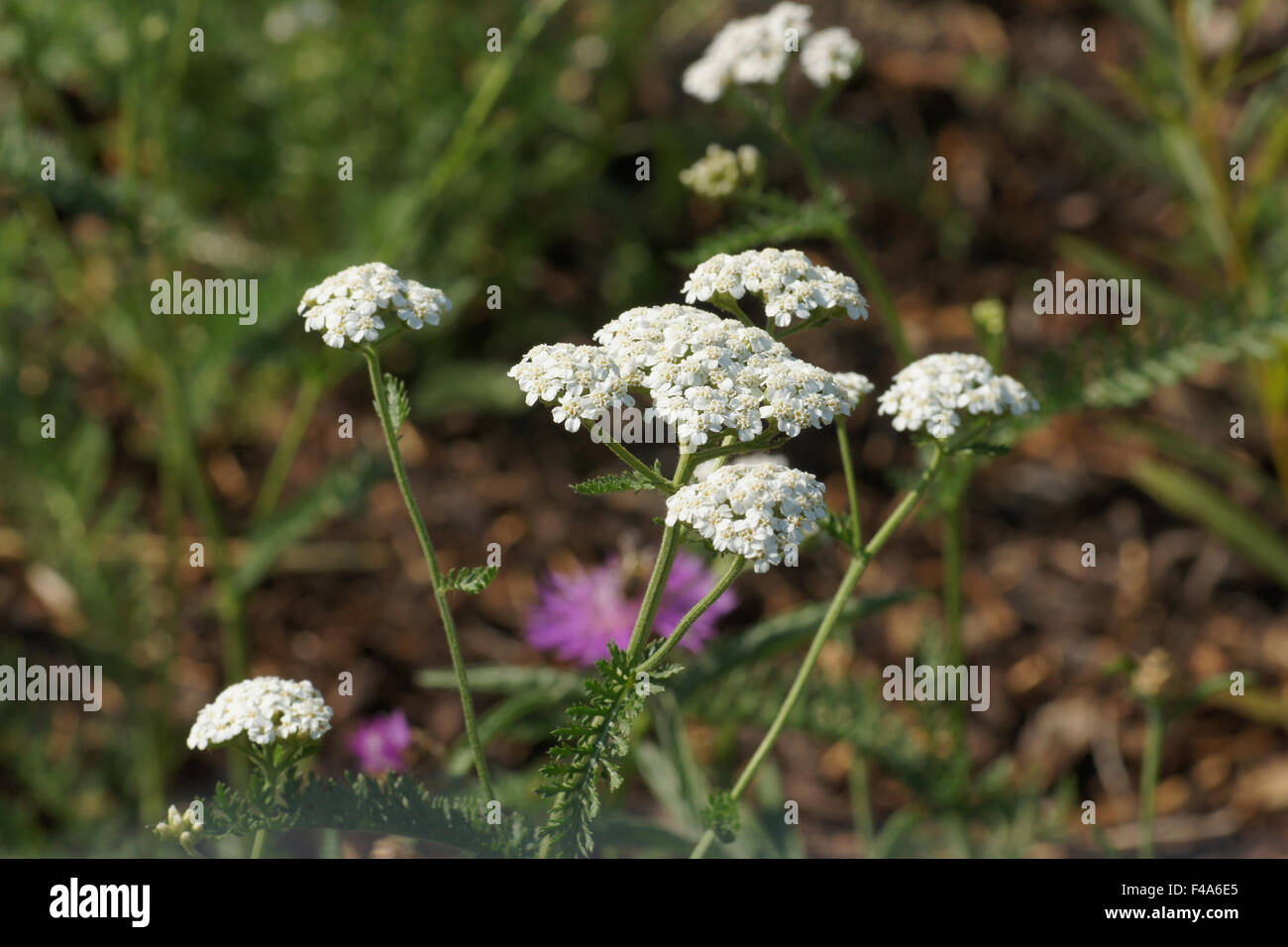Yarrow Stock Photo