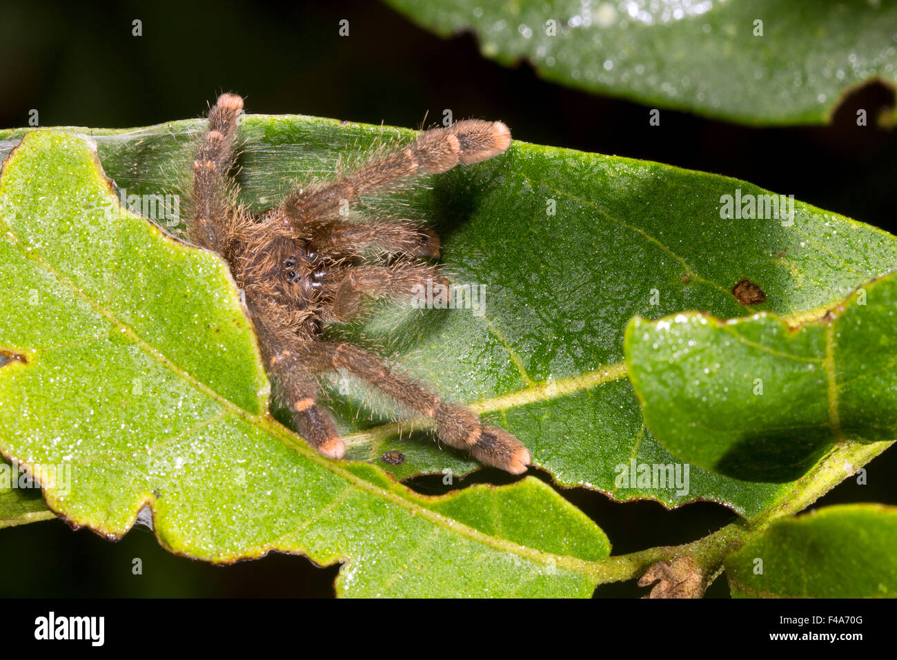 Tarantula hiding under a leaf in the rainforest understory, Ecuador