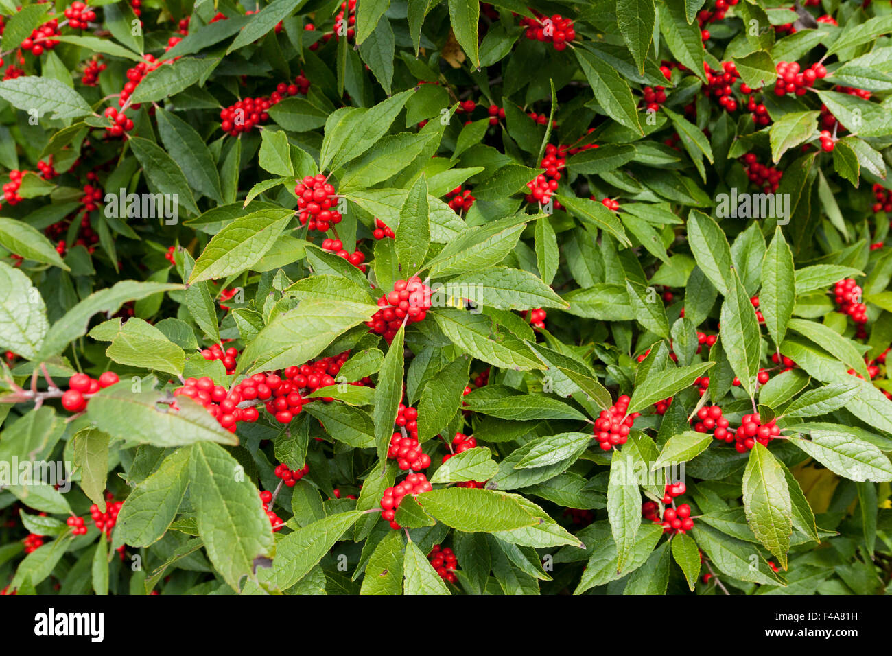 Winterberry Holly (Ilex Verticillata) - Winter Red shrub leaves and berries - Virginia USA Stock Photo