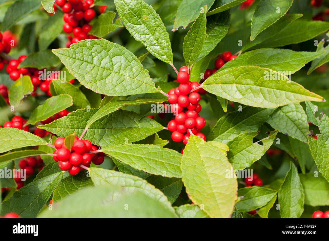 Winterberry Holly (Ilex Verticillata) - Winter Red shrub leaves and berries - Virginia USA Stock Photo