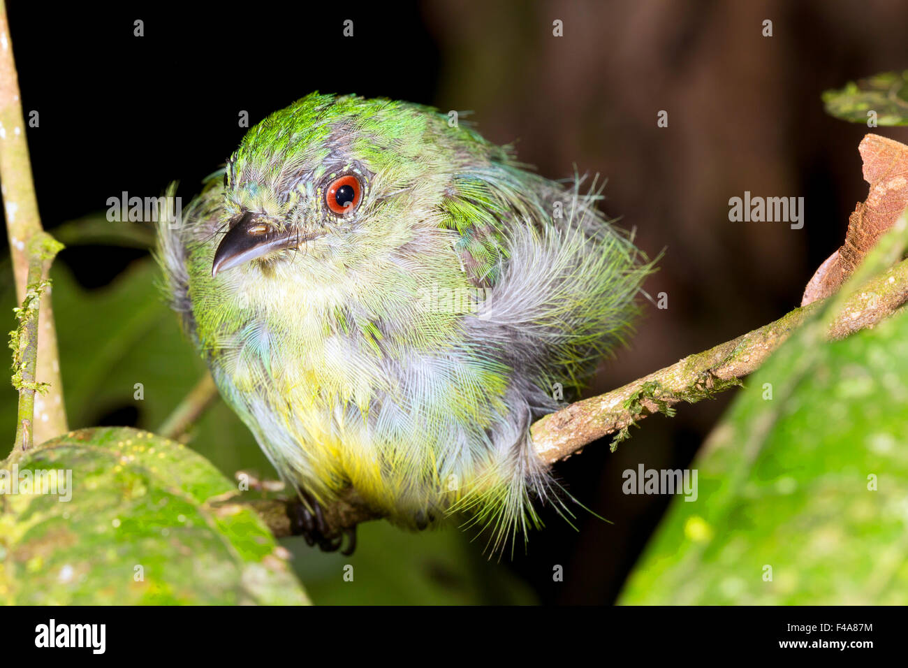 Unidentified manakin (Pipra sp.) roosting at night in the rainforest understory, Ecuador Stock Photo
