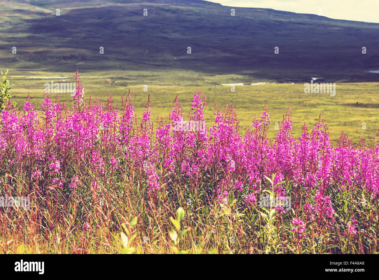 Flowers in Alaska Stock Photo Alamy