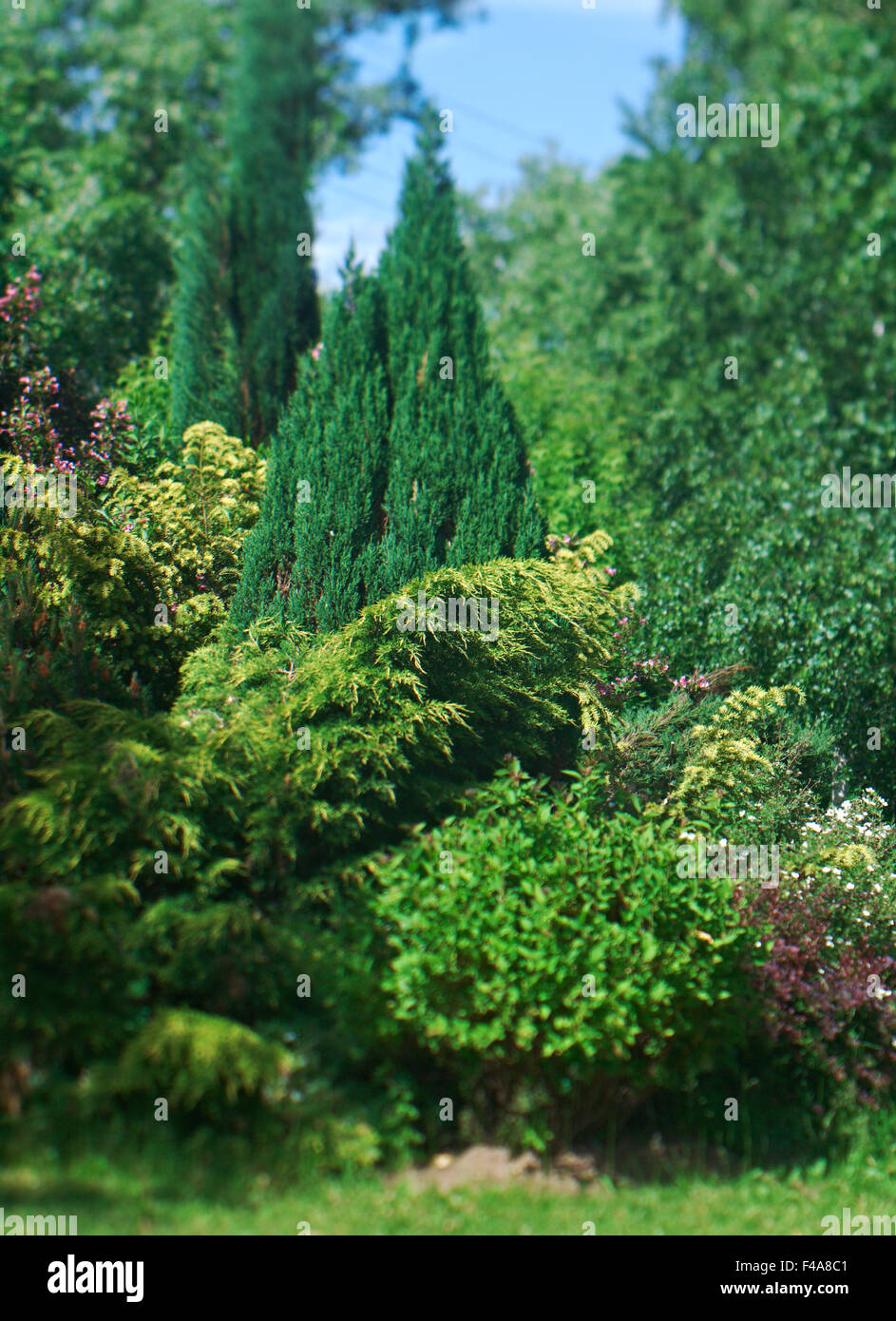 Colorful Bushes Stock Photo