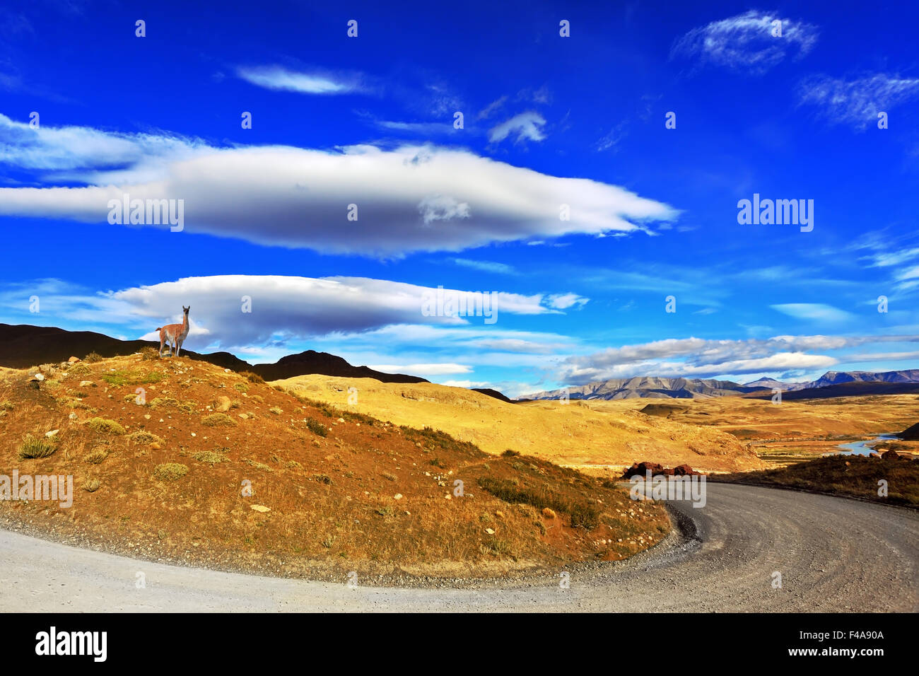 Posing on a yellow hill guanaco Stock Photo